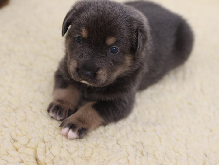 chinook dog